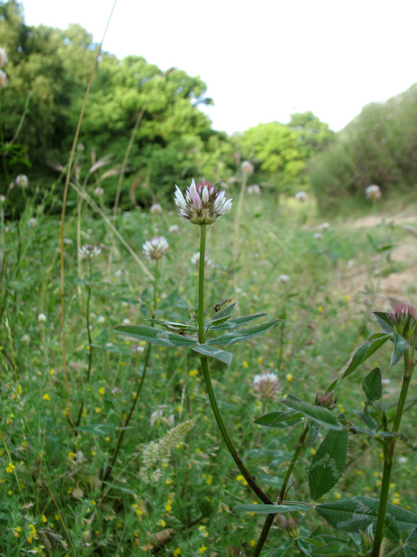 Trifolium-vesiculosum-1.jpg