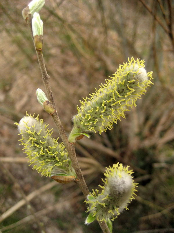 Salix daphnoides (43664)
