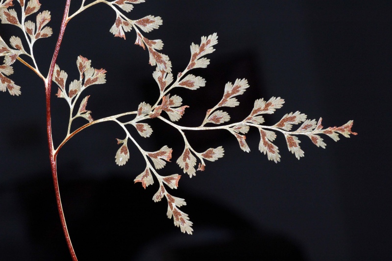 Asplenium cuneifolium Viv. essiccata (2).jpg
