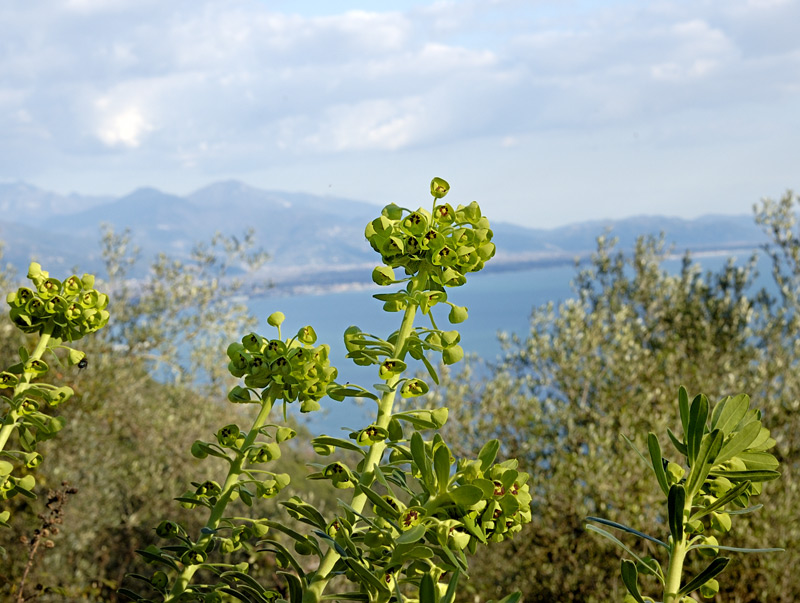 Euphorbia characias (44522)