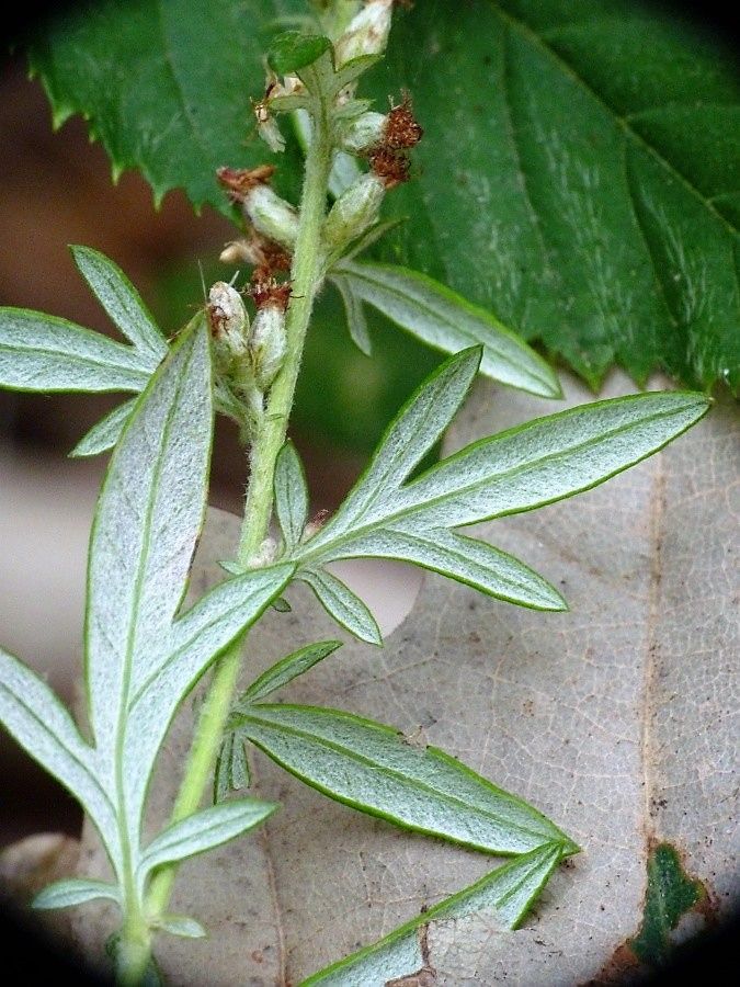 Artemisia_verlotiorum 4.jpg