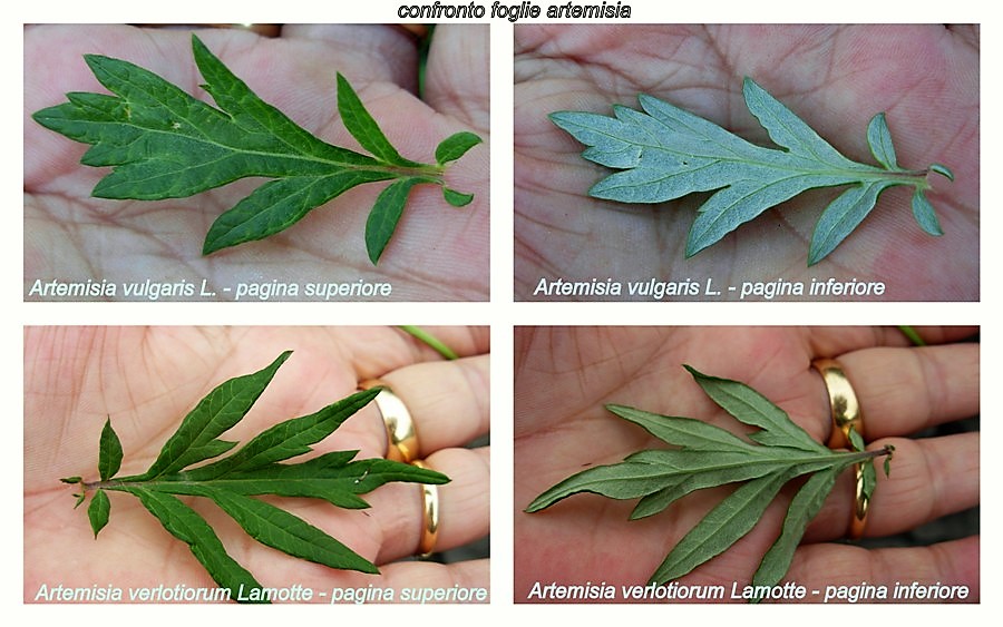 Artemisia_verlotiorum 7.jpg