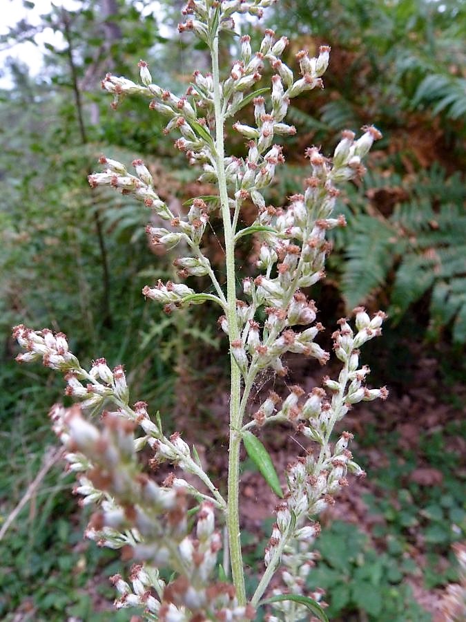 Artemisia_verlotiorum 9.jpg