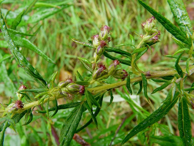 Artemisia_verlotiorum 10.jpg