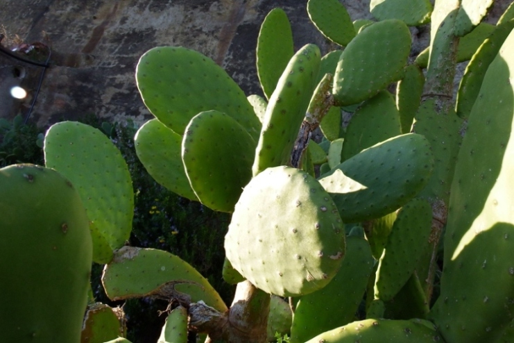 Opuntia ficus-indica.JPG