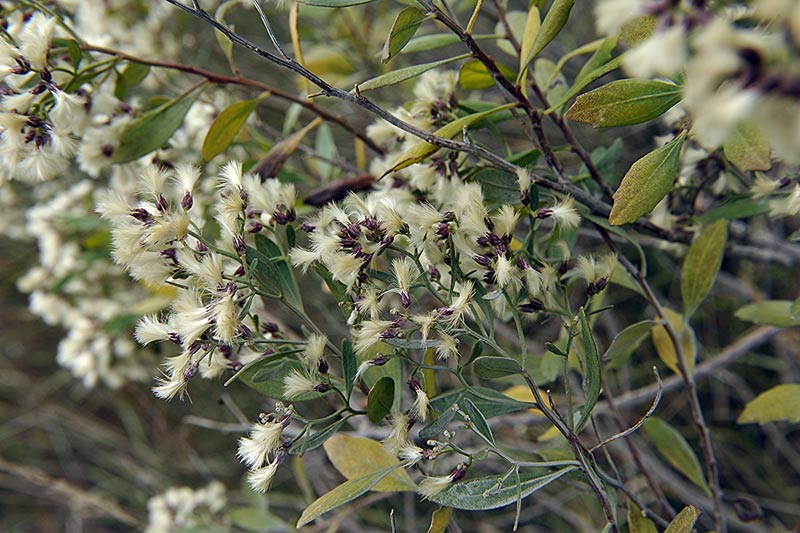 Baccharis halimifolia (451931)