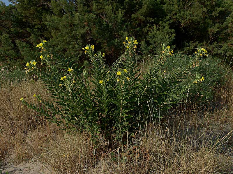 Oenothera-stucchii--07692.jpg