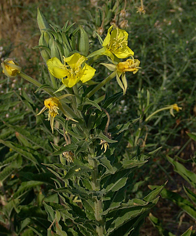 Oenothera-stucchii-07695.jpg