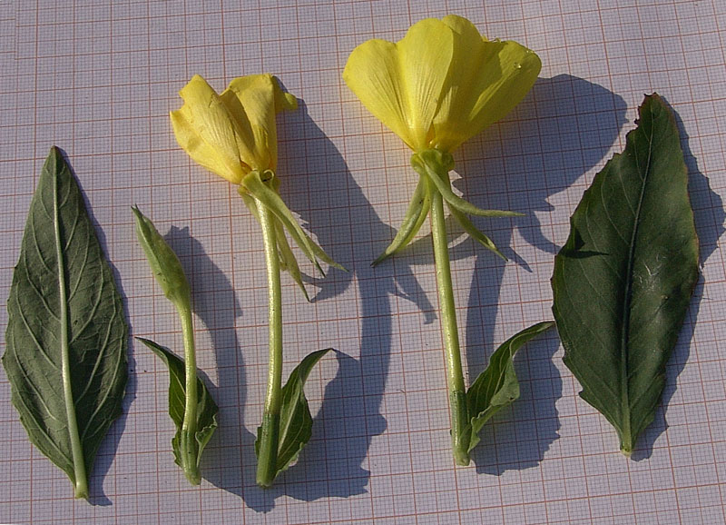 Oenothera-stucchii-08333.jpg