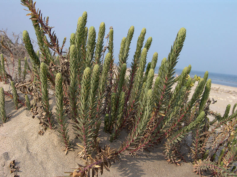 Euphorbia paralias (4557)