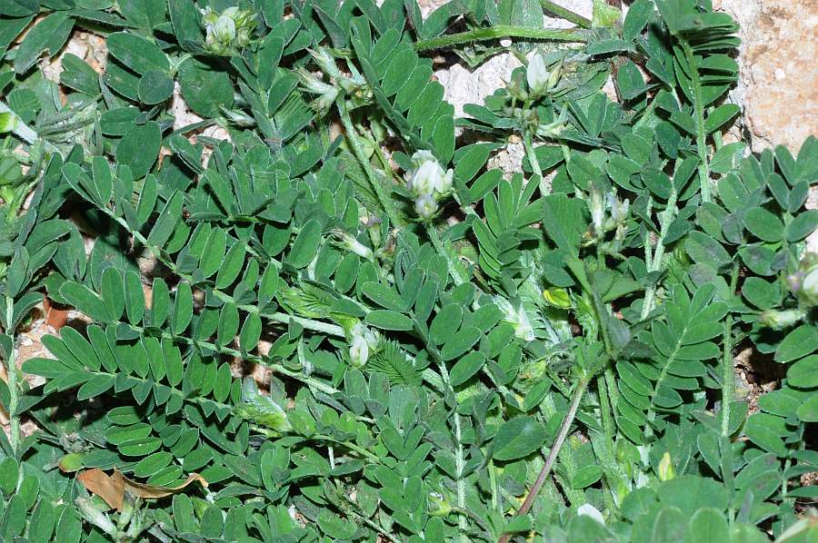 Astragalus hamosus1305 sicilia apr 2017.jpg