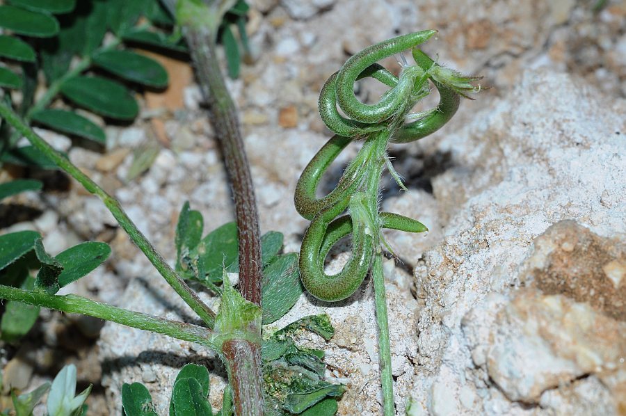 Astragalus hamosus1311 sicilia apr 2017.jpg