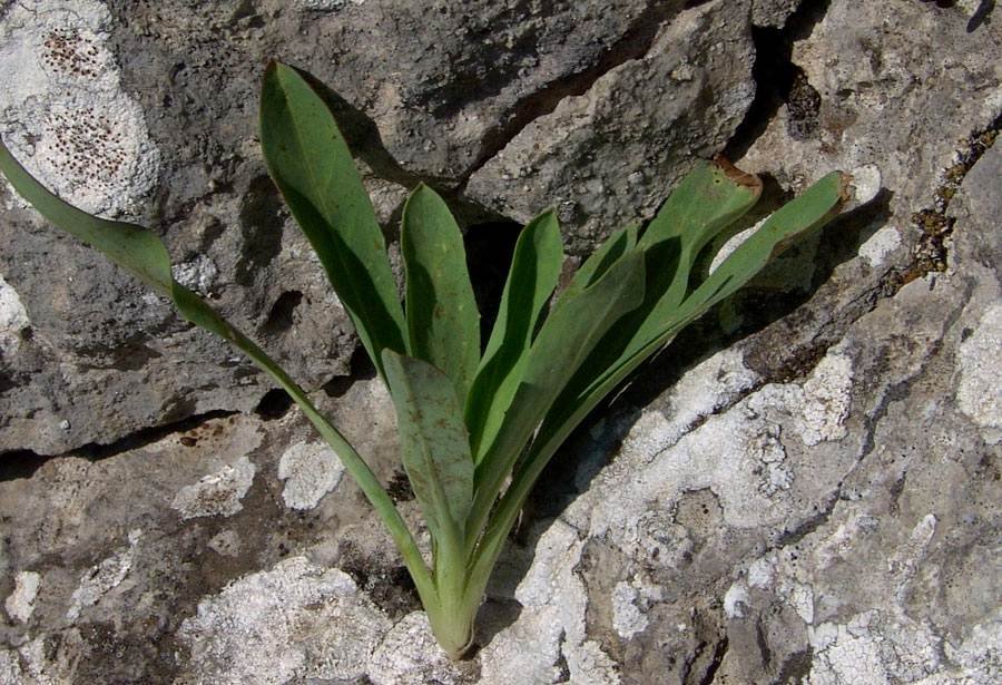 <i>Hieracium bupleuroides</i> C.C. Gmel.