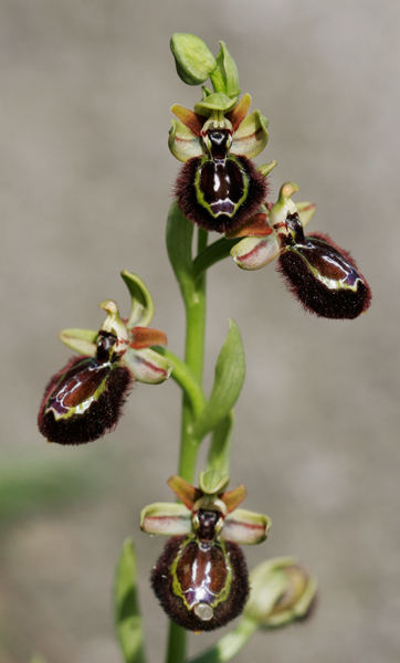 Ophrys x  pentalicensis.jpg