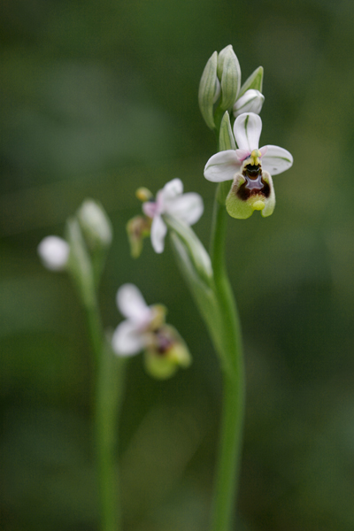 Ophrys tenthredinifera.jpg