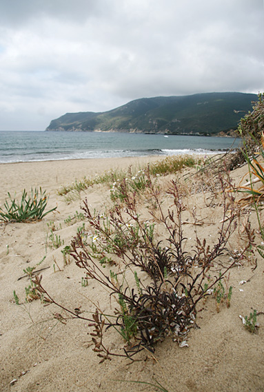 Spiaggia di Lacona.jpg