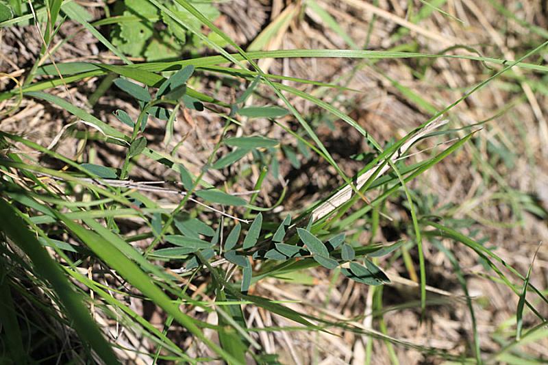 Onobrychis arenaria subsp tommasinii IMG_5761.jpg