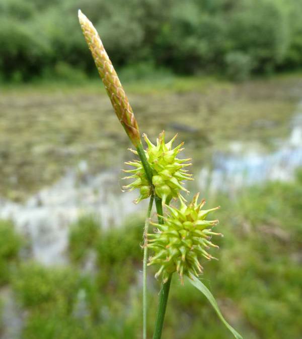 Carex flava L._5.jpg