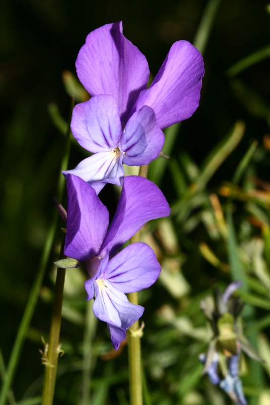 Viola merxmuelleri (48783)