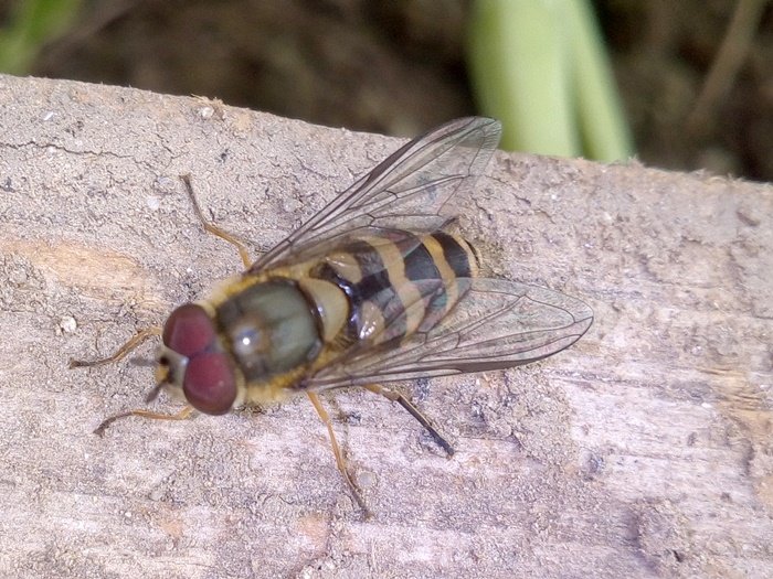 18 03 20 Diptera-syrphidae (1a).jpg