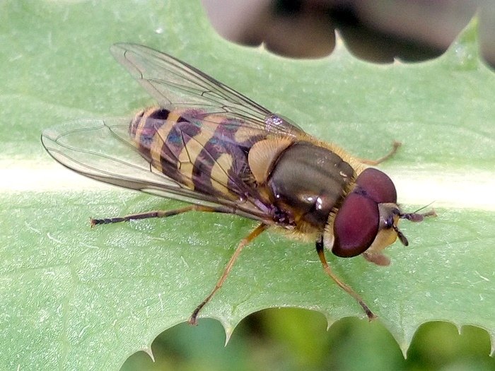 18 03 20 Diptera-syrphidae (1b).jpg