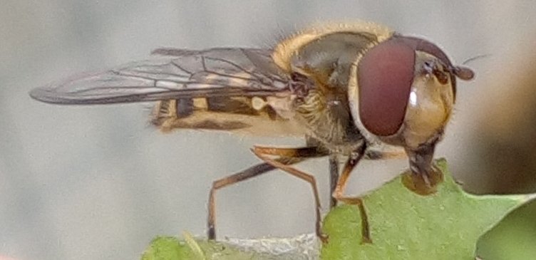 18 03 20 Diptera-syrphidae (2b).jpg