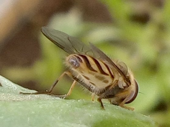 18 03 20 Diptera-syrphidae (5a).jpg