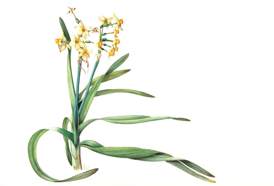 Narcissus bertolonii