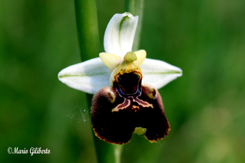Ophrys_mario.jpg