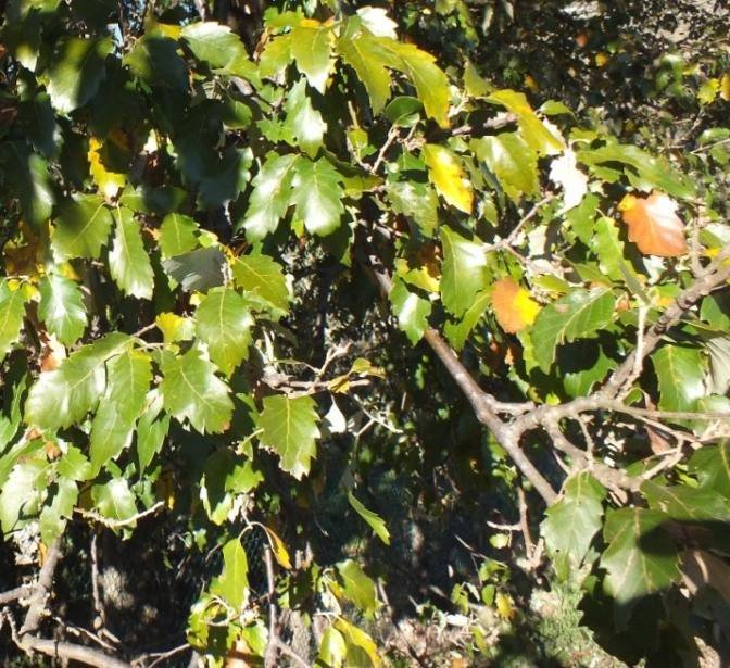 <i>Quercus x crenata</i> Lam.