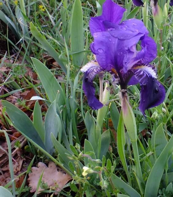Iris bicapitata