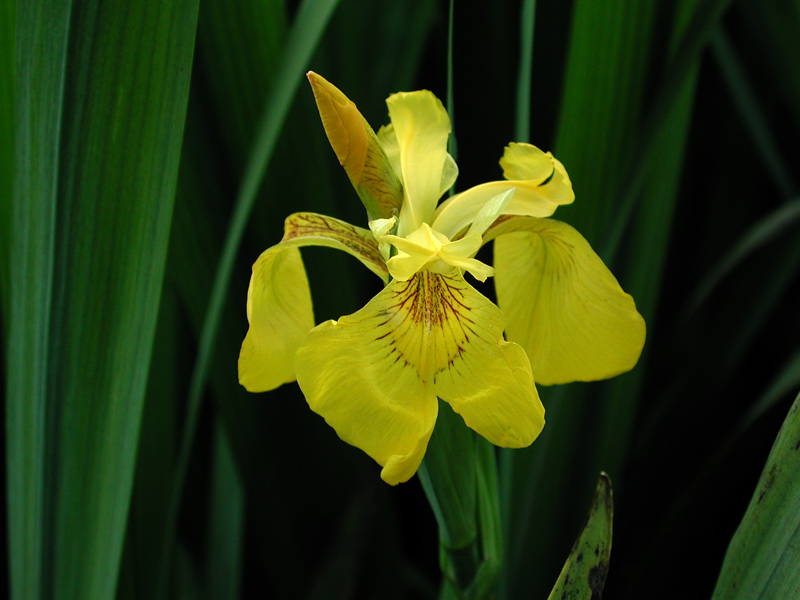Iris-pseudoacorus_02.jpg