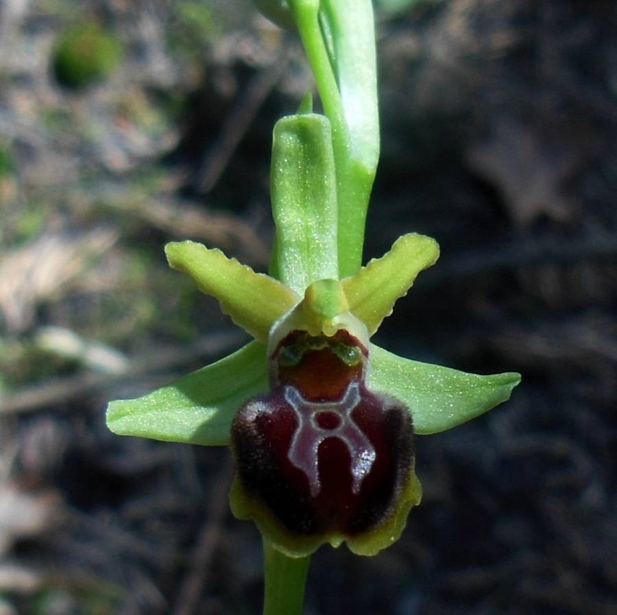 Ophrys sphegodes 3 (3).jpg