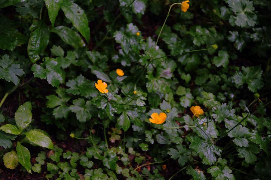 11-DSC_6422-Ranunculus-montanus-Willd.jpg