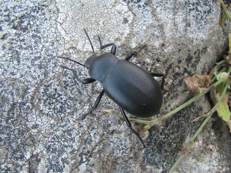 Coleoptera tenebrionidae 3 akis bacarozzo italia lazio 