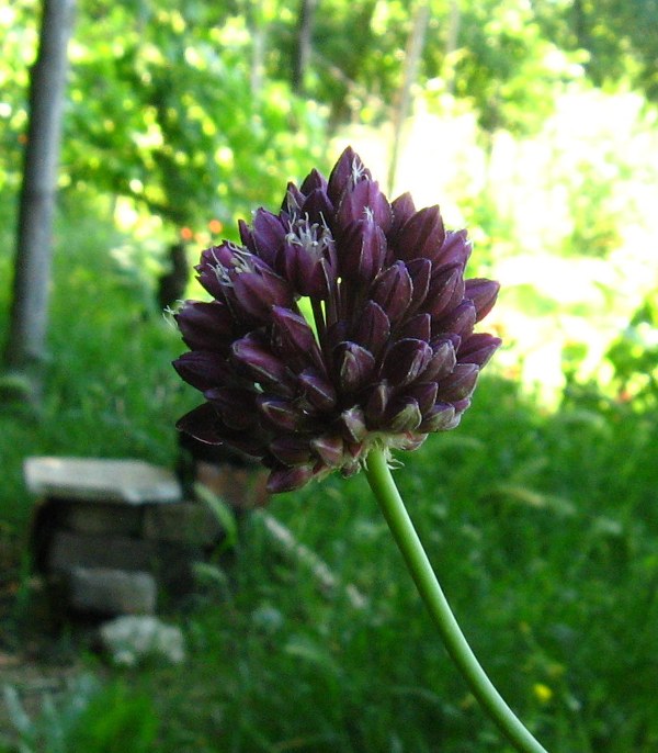 Allium rotundum (51616)