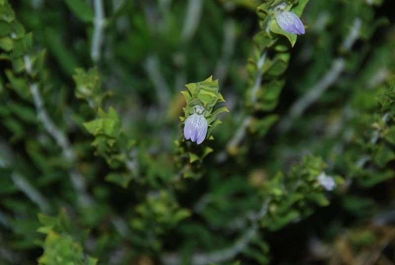 Acanthaceae - Monechma genistifolium subsp. genistifolium9.JPG