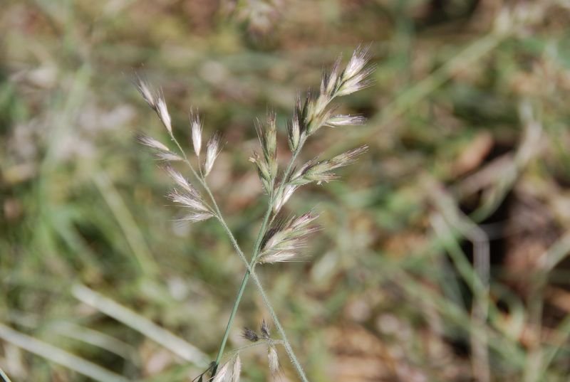 Poaceae - Schmidtia kalahariensis4.JPG
