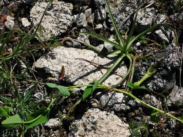 <i>Aristolochia clusii</i> Lojac.