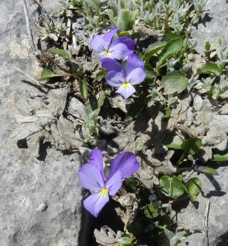 Viola nebrodensis (522561)