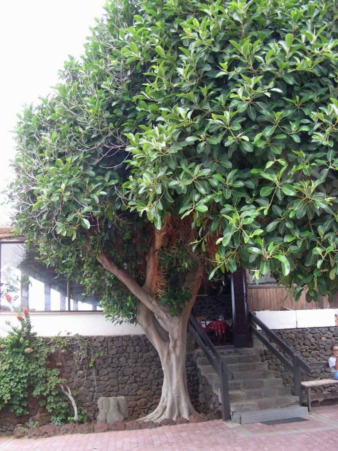 Ficus rubiginosa (526559)