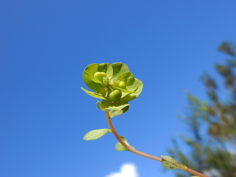 Euphorbia-helioscopia-GIANOLA.jpg