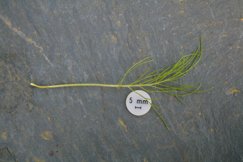 Centaurea filiformis Viv. subsp. filiformis