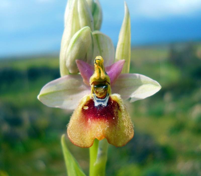 Ophrys-tenthredinifera-Will.jpg