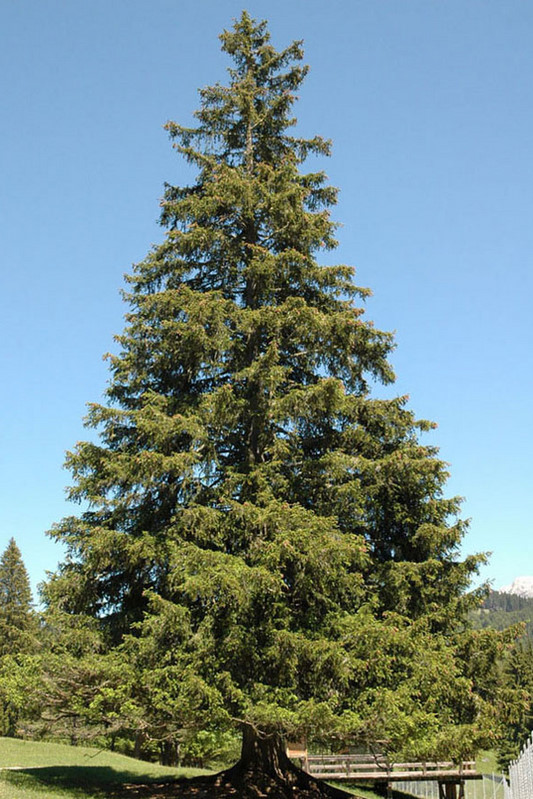 Picea abies (L.) Karst.1.JPG