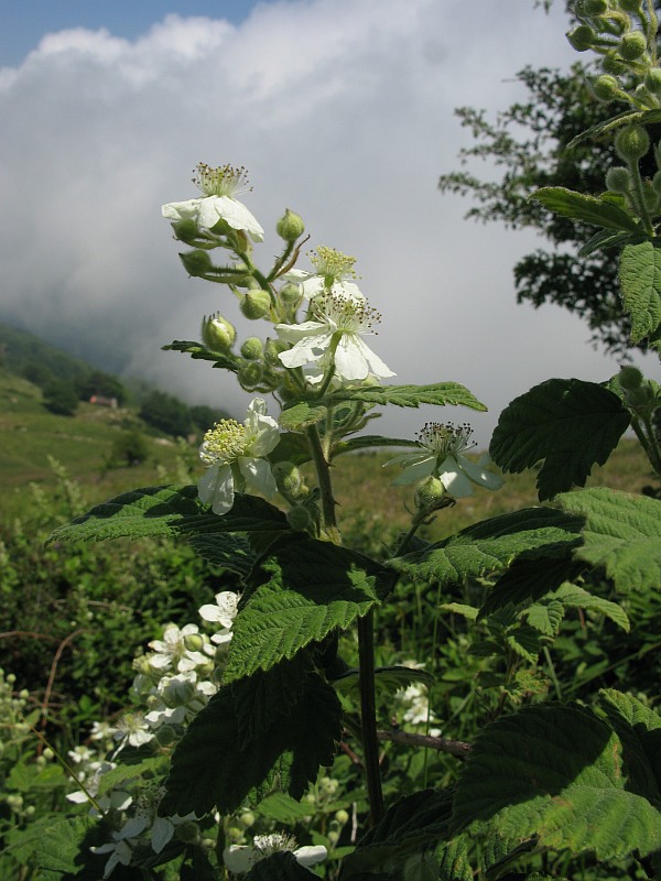 Rubus canescens78 monte faudo giugno 2009.jpg