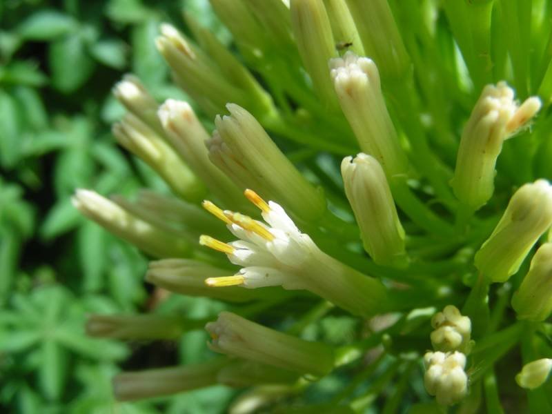 Kleinia-neriifolia-3.jpg