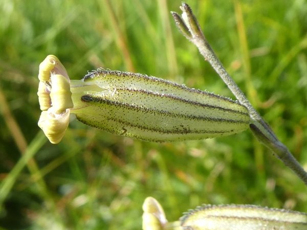Silene ciliata subsp. graefferi (Guss.) Nyman (b).JPG