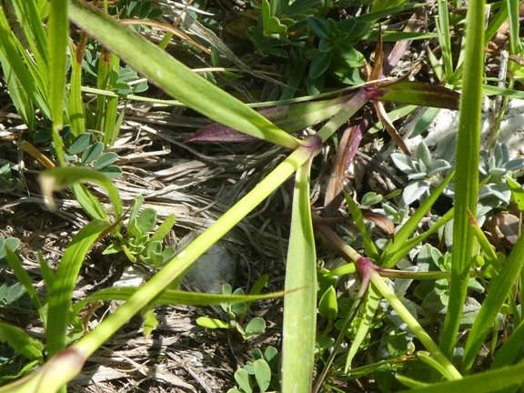 Dianthus hyssopifolius L. (b).JPG