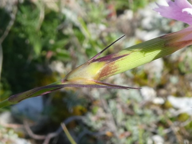 Dianthus hyssopifolius L. (c).JPG